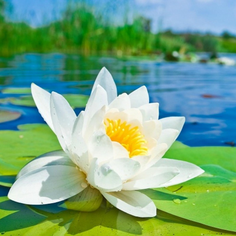 White water lily