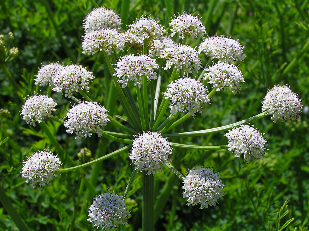 Hemlock water-dropwort