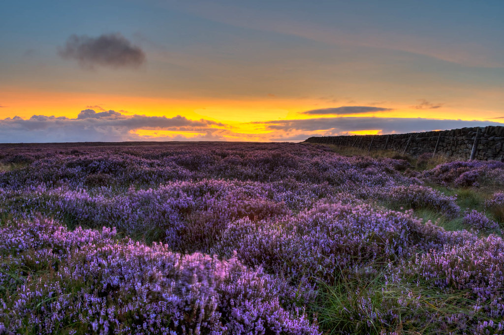 Heather moorlands