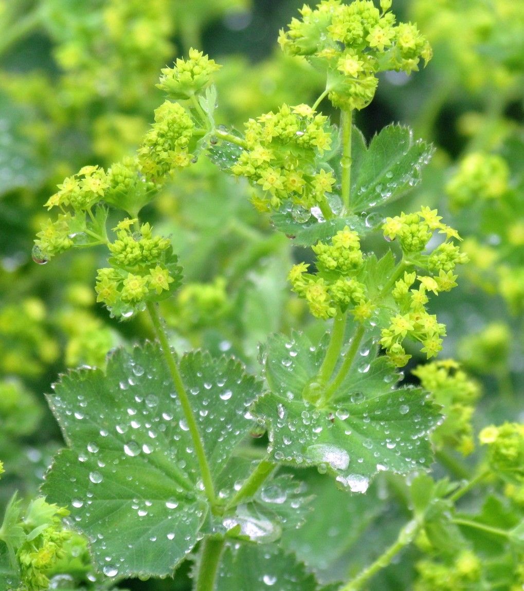 Lady's Mantle
