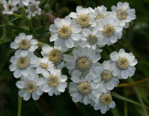 Sneezewort