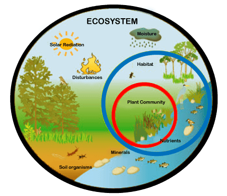 Ecosystem